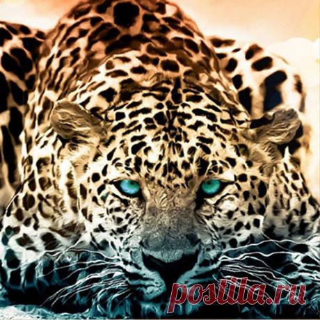 (5) Одноклассники