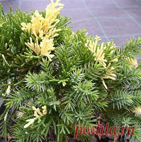 Можжевельник китайский (сорт 'KAIZUKA VARIEGATA')