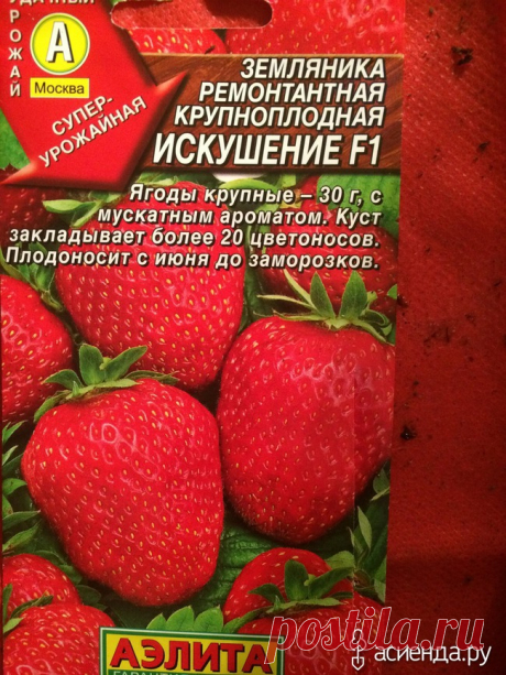 Посев на рассаду семян клубники и земляники: Дневник пользователя Tatipoterena