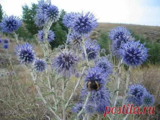 Растения, защищающие от порчи и сглаза - Сонники, гороскопы, гадания - медиаплатформа МирТесен Хотите защитить свой дом от порчи и сглаза, но потерялись в большом количестве существующих сегодня оберегов и талисманов? Тогда вам стоит сделать выбор в пользу естественных, природных защитных оберегов — растений. Есть несколько комнатных растений и трав, которые обладают сильным антимагическим