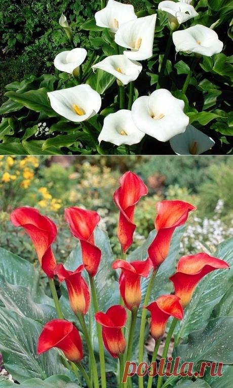 КАЛЛА. ПОСАДКА И УХОД | Самоцветик