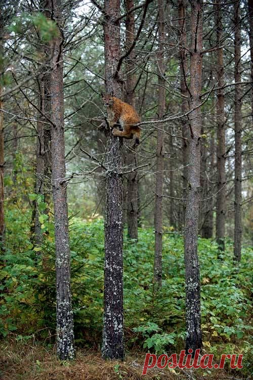 рысь на дереве
