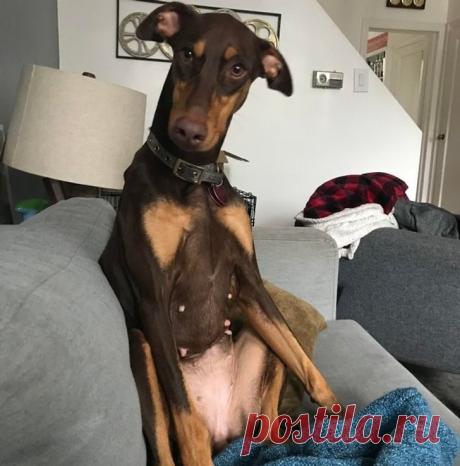 Драматические актёры из мира животных / Питомцы