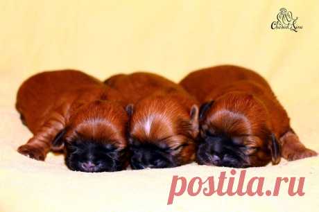 щенки ши-тцу мальчики