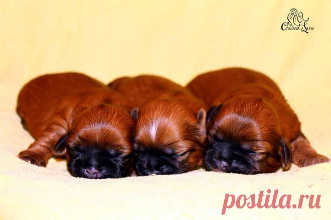 щенки ши-тцу мальчики