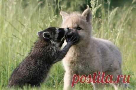 (+1) тема - Животные тоже умеют дружить! | Четвероногий юмор