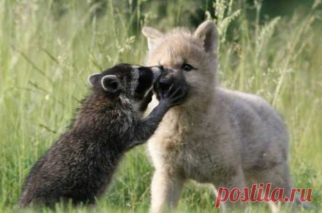 (+1) тема - Животные тоже умеют дружить! | Четвероногий юмор