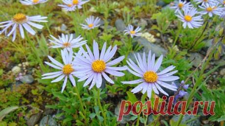 Дикая красота Алтая в ленту! 🌈 ☘