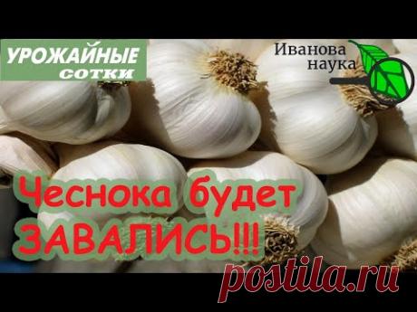 ЧЕСНОКА БУДЕТ ЗАВАЛИСЬ, ЕСЛИ ПОСАДИТЬ ЕГО ТАК!