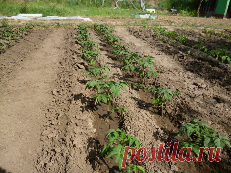 (74) Одноклассники