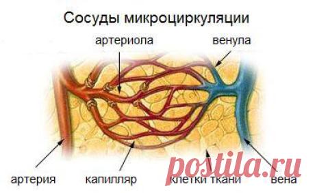 Гимнастика и упражнения для сердца и сосудов мозга, ног и шеи