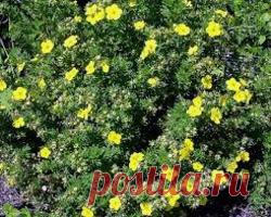 Курильский чай кустарниковый / Энциклопедия растений / Асиенда.ру