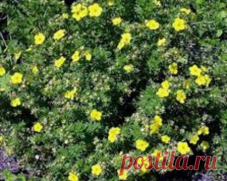 Курильский чай кустарниковый / Энциклопедия растений / Асиенда.ру