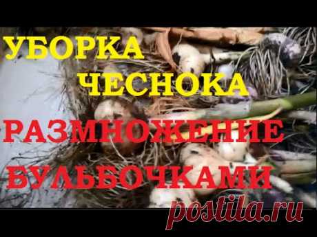 Уборка чеснока и размножение бульбочками — Делаем руками