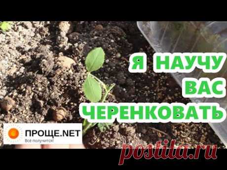 Черенкование "от"и"до" на примере розы🌹 Осмос, или"страшный" секрет успешного черенкования!🌿🌿🌿