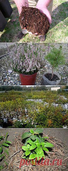 10 распространенных ошибок при выборе семян. Сохраните любой пост с сайта 7dach.ru в Постиле и выиграйте призы от интернет-магазина Клуб Красоты. Чем больше постов - тем выше шансы. Розыгрыш состоится в понедельник, 30 января. В акции участвуют все посты, которые содержат этот текст или фото призов!