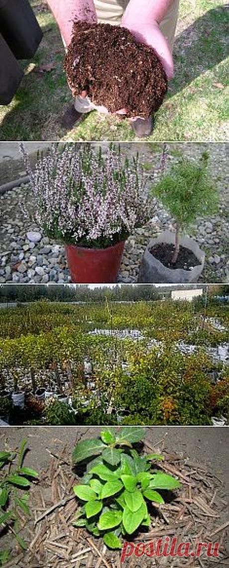 10 распространенных ошибок при выборе семян. Сохраните любой пост с сайта 7dach.ru в Постиле и выиграйте призы от интернет-магазина Клуб Красоты. Чем больше постов - тем выше шансы. Розыгрыш состоится в понедельник, 30 января. В акции участвуют все посты, которые содержат этот текст или фото призов!