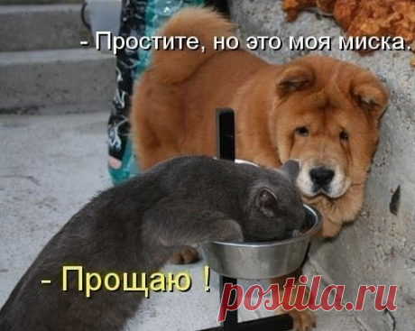 котики Поиск