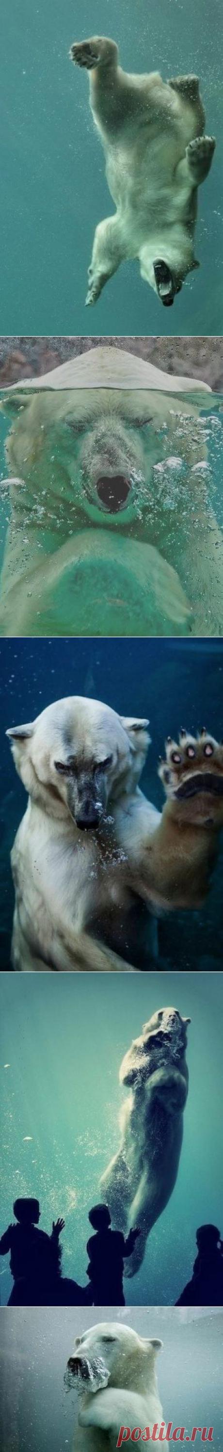 Белый медведь и вода | WorldCity