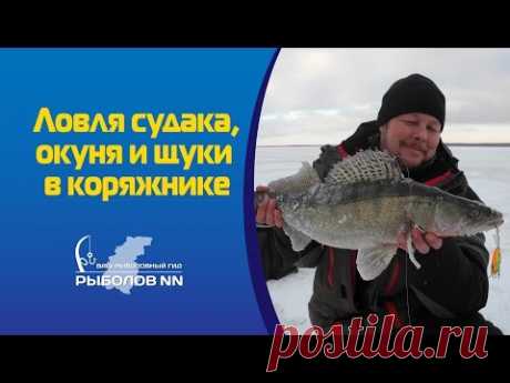 Ловля судака, окуня и щуки в коряжнике
