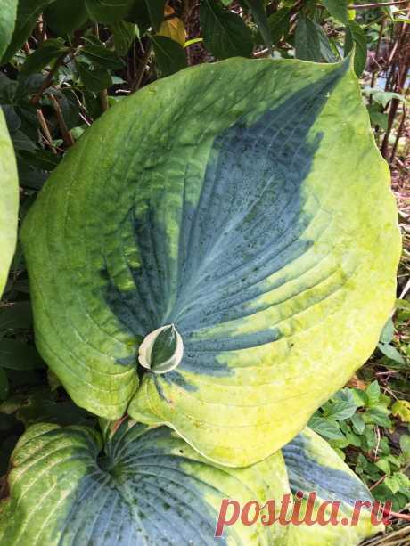 Хосты по размерам
версия American Hosta Society : 

Miniature (миниатюрные), Mini - 10—15 см 
Small (маленькие), S - 15-25 см 
Medium (средние), М - 25—45,7 см 
Large (большие), L - 45,7—71 см 
Giant (гигантские), G - &gt;71 см 

версия питомника Fransen Hostas :

Miniature (миниатюрные), Mini - 10-20 см
Small (маленькие), S - 20—38 см 
Medium (средние), М - 38—61 см 
Large (большие), L - 61 —89 см 
Giant (гигантские), G - 89—152 см
