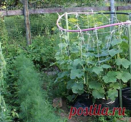 Выращивание огурцов в полиэтиленовом пакете...