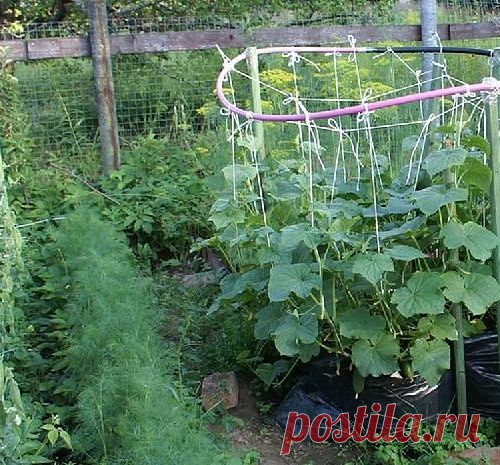 Выращивание огурцов в полиэтиленовом пакете...