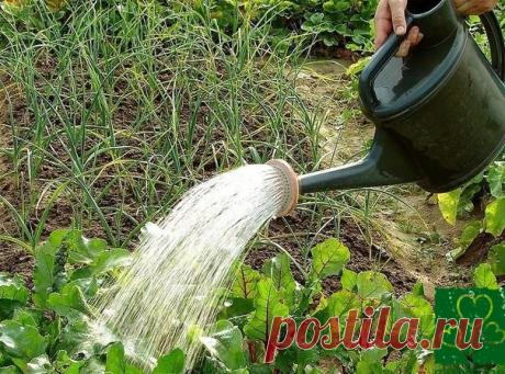 Большая часть таблицы Менделеева достанется вашим растениям благородя этому травяному чаю Травяной чай – идеальная органо-минеральная подкормка для овощных и садовых культур, винограда и цветов. Хочу поделиться опытом его приготовления. Большая часть таблицы Менделеева достанется вашим растениям благородя этому травяному чаю.І ПодготовкаЁмкость (бочка мет. или пласт.) –...