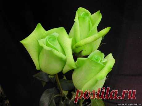 Зеленые розы фото - Розы цветы картинки - Фото мир природы