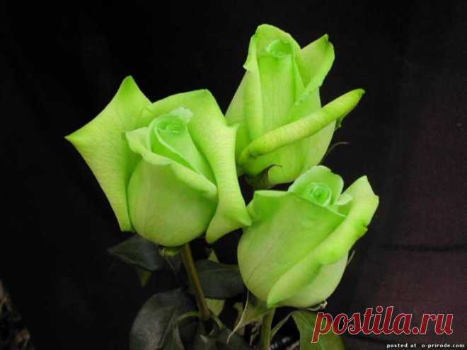 Зеленые розы фото - Розы цветы картинки - Фото мир природы