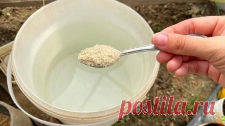 Простой способ заменить навоз и все остальные удобрения на огороде. Как сделать почву плодороднее | Огород с Вероникой | Дзен