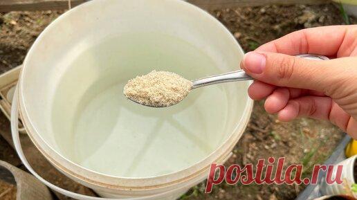 Простой способ заменить навоз и все остальные удобрения на огороде. Как сделать почву плодороднее | Огород с Вероникой | Дзен