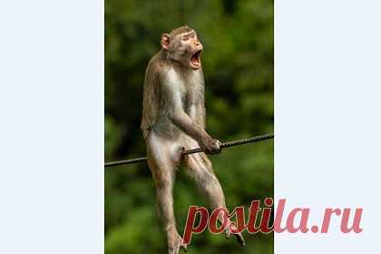 Названа самая смешная фотография дикой природы 2021 года. Комитет конкурса Comedy Wildlife Photography Awards-2021 (CWPA) объявил самую смешную фотографию дикой природы 2021 года. Ею стал снимок под названием «Ой!» (Ouch!), на котором изображен сидящий на проводе самец обезьяны. Кадр был сделан Кеном Дженсеном (Ken Jensen) в Китае во время семейного отдыха в 2016 году.