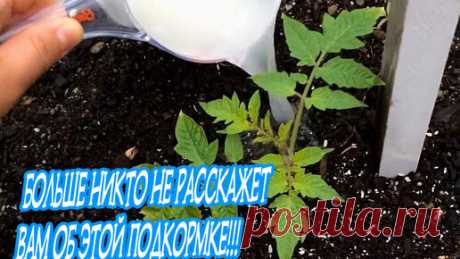 ОТЛИЧНЫЙ ОГОРОД | СУПЕР ПОДКОРМКА ПОМИДОР!!!!! Обязательно попробуйте!!!