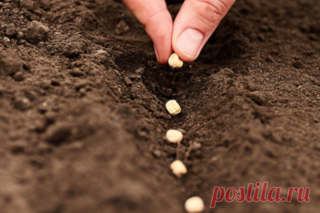 Tsimoudia: ΠΡΟΣΦΕΡΟΝΤΑΙ Δωρεάν σπόροι Ελληνικών ποικιλιών!!! Λέμε ΟΧΙ στα μεταλλαγμένα!!!ΟΣΟΙ ΕΝΔΙΑΦΕΡΕΣΤΕ ΘΑ ΣΑΣ ΤΑ ΣΤΕΙΛΟΥΝ ΕΝΤΕΛΩΣ ΔΩΡΕΑΝ!!!!