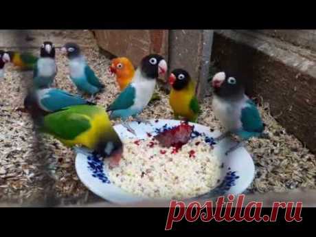неразлучники и каша.... масковые и розовощекие