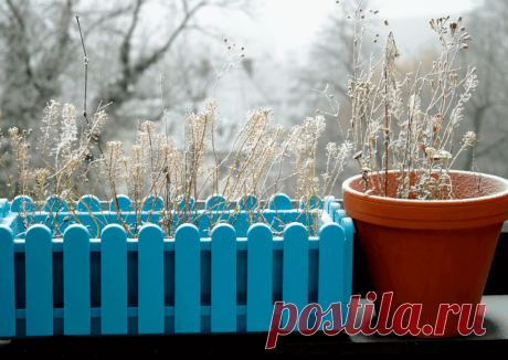 Календарь сезонных работ в саду: декабрь - Planetalsad