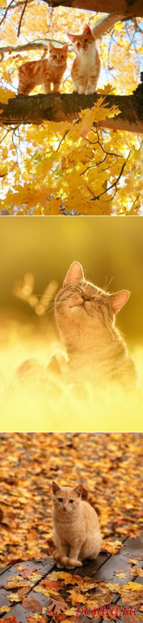 Котенок, Кошки and Осень on Pinterest

Рыжие деревья, рыжие ветки,
рыжие листья на рыжих скамейках...
Рыжим всё окрасила осень-чародейка.
В рыжем парке рыжие котики осенние :)