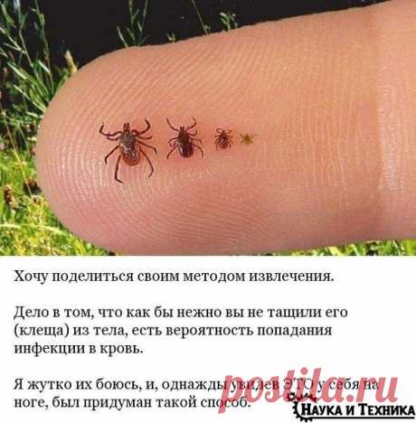 Вытащить клеща?...легко!