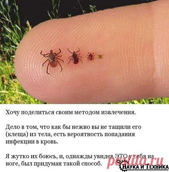 Вытащить клеща?...легко!