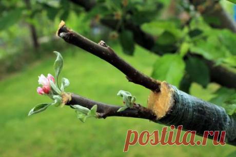 Как правильно прививать деревья весной, сроки и пошаговая схема