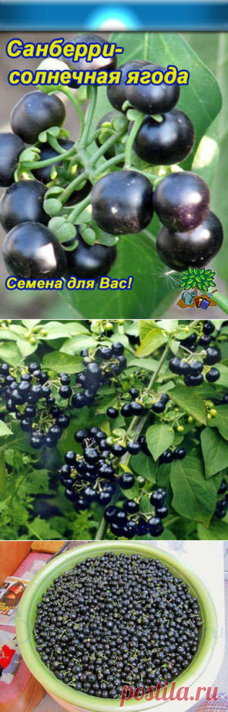 Санберри — выращивание ягоды из семян и уход за ней