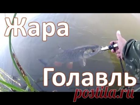 Хороший клев голавля в самую жару