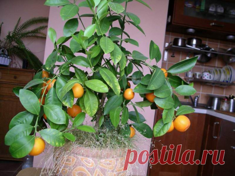 Цитрусовые растения, как и большинство плодовых растений, размножаются семенами, а также различными прививками, отводками, черенками.  
Размножение семенами следует рассматривать как селекционный способ, который должен быть широко ис­пользован любителями-цитрусоводами для выведения новых местных, приспособленных к данным условиям форм цитрусовых растений