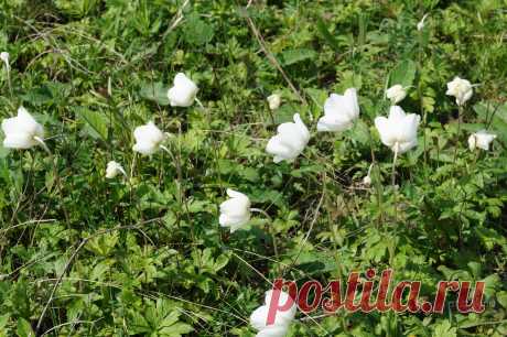 флора и фауна россии – Google Поиск