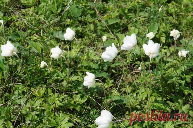 флора и фауна россии – Google Поиск