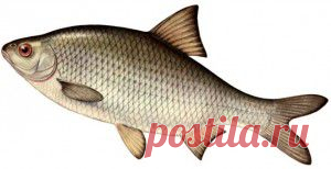 Ловля жереха — 5 приманок — 5 способов