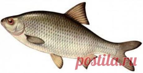 Ловля жереха — 5 приманок — 5 способов