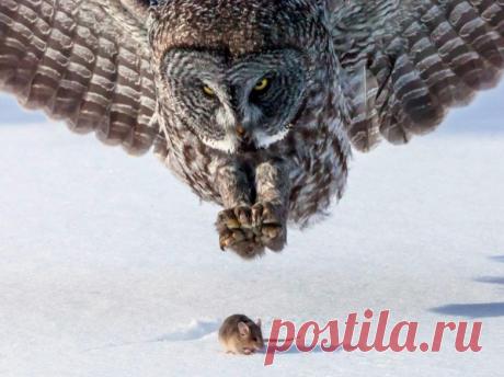 Невероятные моменты дикой природы / Питомцы