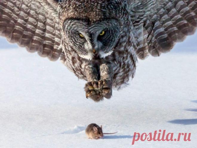 Невероятные моменты дикой природы / Питомцы